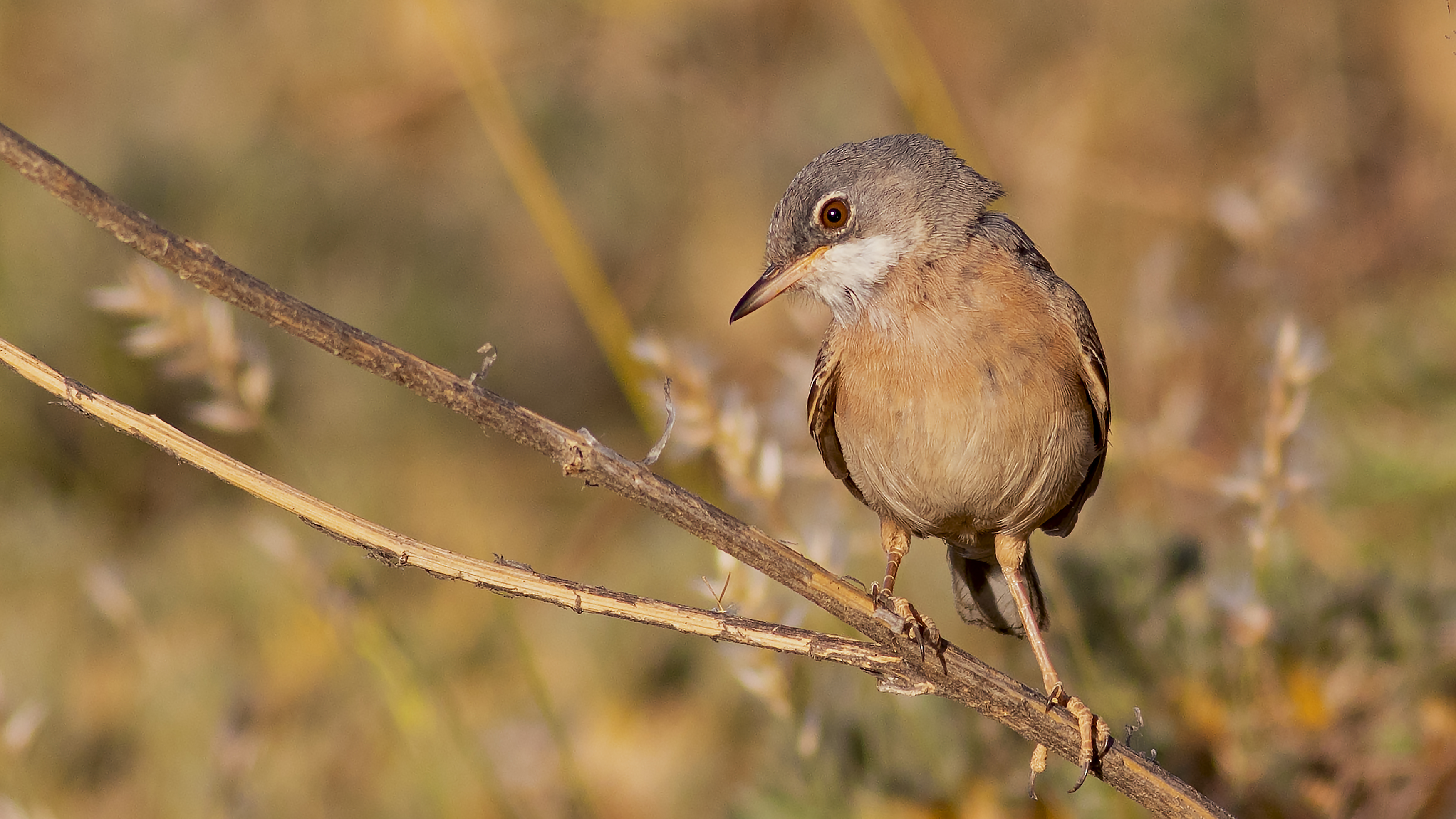 Spectacled Warbler